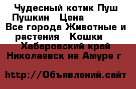 Чудесный котик Пуш-Пушкин › Цена ­ 1 200 - Все города Животные и растения » Кошки   . Хабаровский край,Николаевск-на-Амуре г.